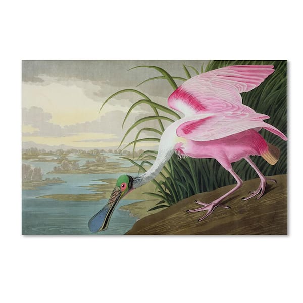32 in. x 22 in. Roseate Spoonbill by John James Audubon Floater Frame Animal Wall Art