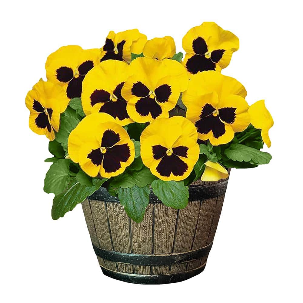 8 in. Pansy Annual Plant with Yellow and Black Blooms in Whiskey Barrel