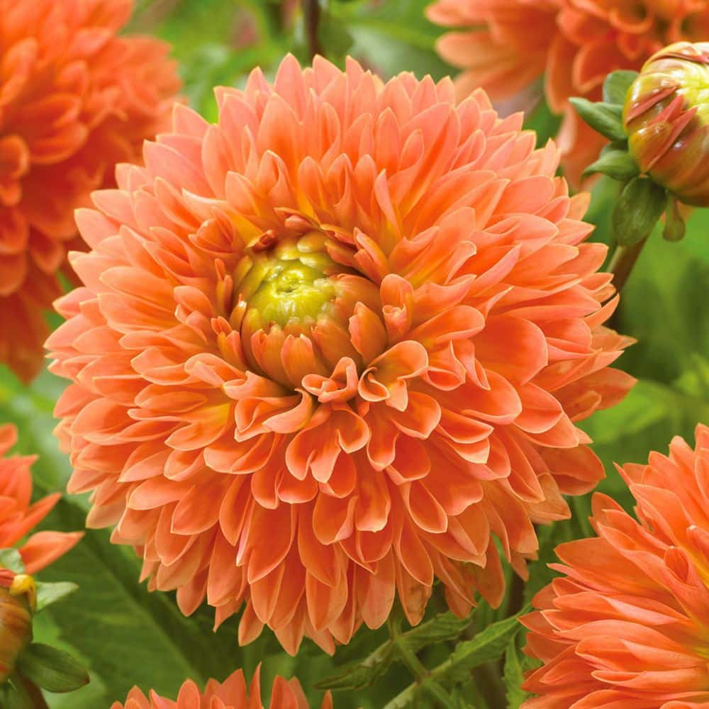 VAN ZYVERDEN Pink and Orange Pollinator Friendly Yarrow Roots (8-Pack)  83760 - The Home Depot