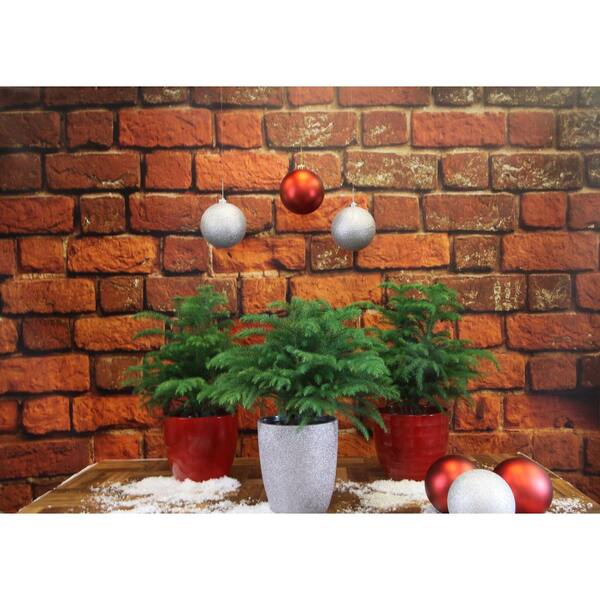 Costa Farms Fresh Norfolk Island Pine In 6 In Grower Pot 18 In To In Tall With Christmas Wrap And Topper 2 Pack 6norfolkpine2pk