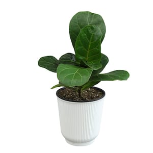 Decorative Fiddle-Leaf Fig (Ficus Lyrata) Houseplant Indoor Plant Gift in 4.25 in. White Pot