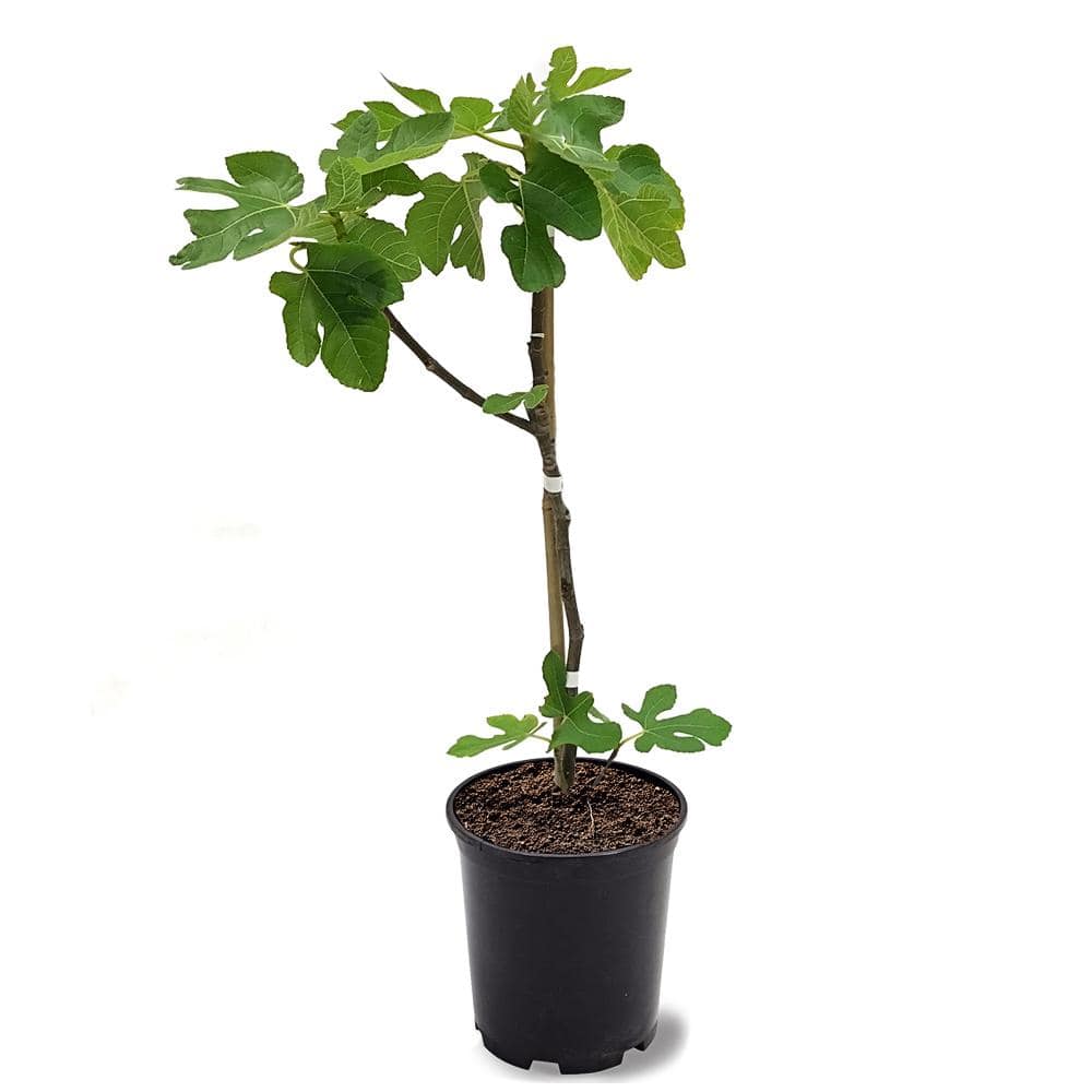 #1 Pot Brown Turkey Fig Tree FIGBRO01G - The Home Depot