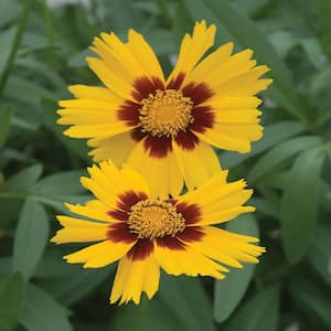 2.5 Qt. SunKiss Yellow and Red Tickseed Plant