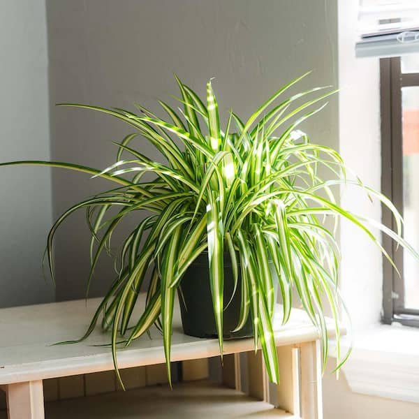 Pro Guide to Spider Plant Care - Spider Plant Growing Tips