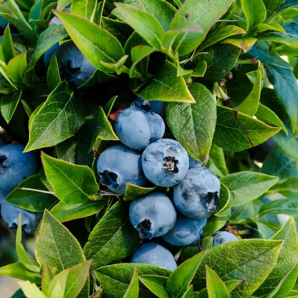DIRECT GARDENING 3 Gal. Pot, Chandler Blueberry Bush Fruit Bearing Plant (1-Pack)