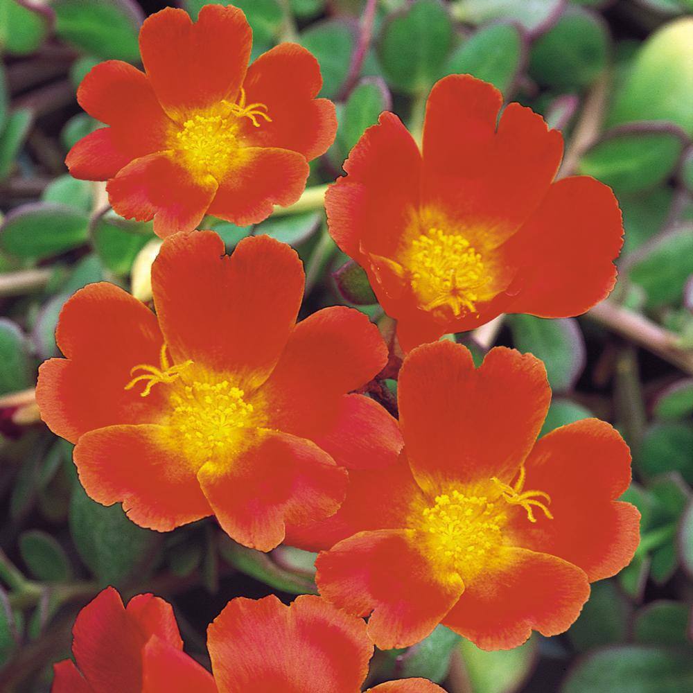SMART PLANET SP PORTULACA MEGA PAZZAZ ORNG 2.5 qt. Plant