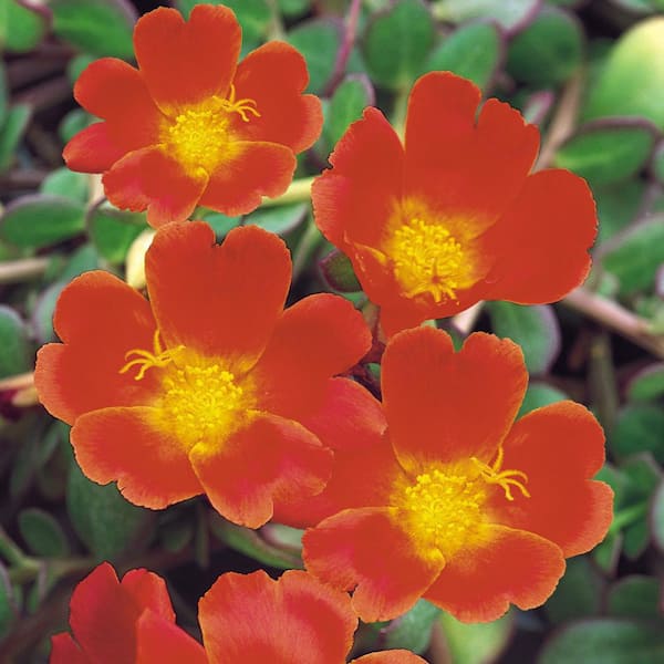 SMART PLANET SP PORTULACA MEGA PAZZAZ ORNG 2.5 qt. Plant