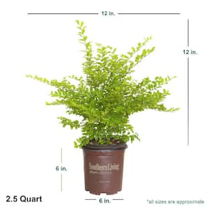 2.5 Qt. Sunshine Ligustrum, Evergreen Shrub, Bright Golden-Yellow Foliage