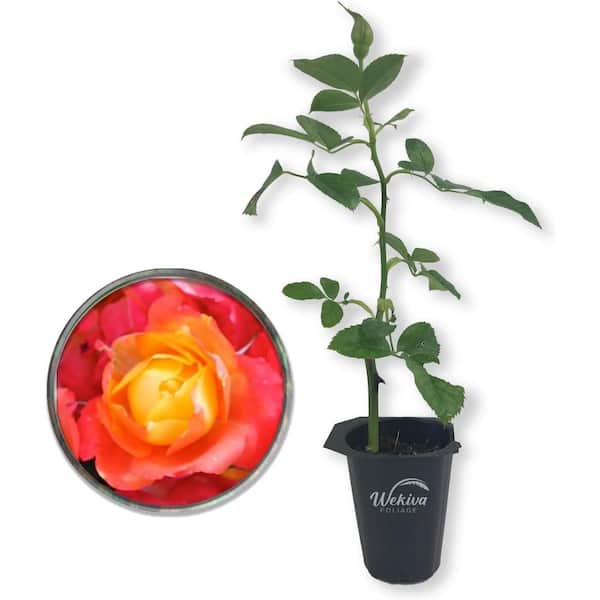 Pinata Rose Bush-Live Starter Plant in a 2 Inch Pot-Beautifully Fragrant Heirloom Rose from Florida-Rich Fragrance