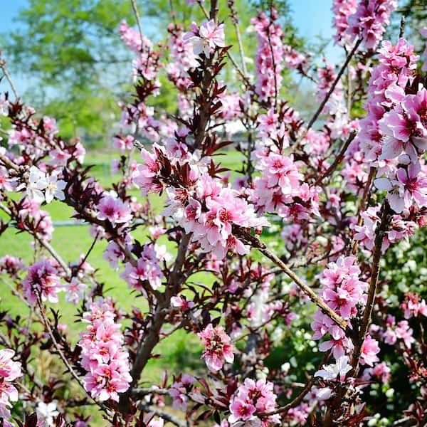 #5 pot Bonfire Patio Peach Tree