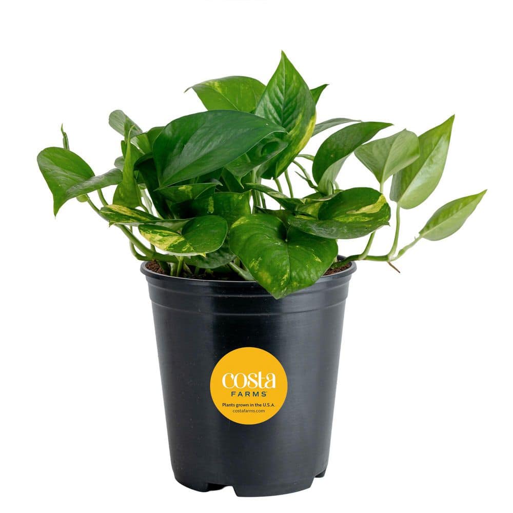 Delray Plants Pothos in 6 inch Pot