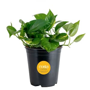 Costa Farms Grower's Choice Pothos Indoor Plant in 6 in. Self-Watering  Planter, Avg. Shipping Height 1-2 ft. Tall CO.PO60.3.CYL - The Home Depot