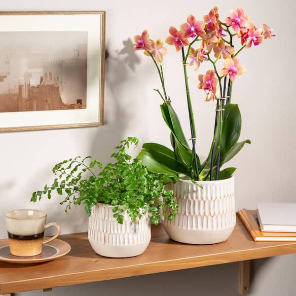 Vigoro Ottilia Alabaster White Textured Ceramic Planter with