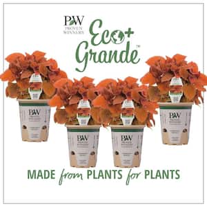 4.25 in. Eco+Grande ColorBlaze Sedona Sunset Coleus (Solenostemon) Live Plant, Orange Foliage (4-Pack)