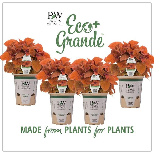 PROVEN WINNERS 4.25 in. Eco+Grande ColorBlaze Sedona Sunset Coleus (Solenostemon) Live Plant, Orange Foliage (4-Pack)
