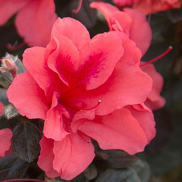 ENCORE AZALEA 1 Gal. Autumn Princess Azalea Bush with Reblooming Salmon-Pink Flowers - Low-Maintenance Evergreen Shrub