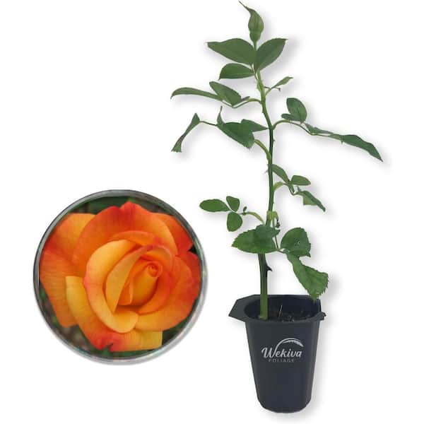 Wekiva Foliage Rio Samba Rose Bush-Live Starter Plant in a 2 Inch Pot-Beautifully Fragrant Heirloom Rose from Florida