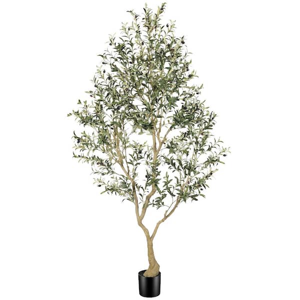 Olive Tree Home Depotnull