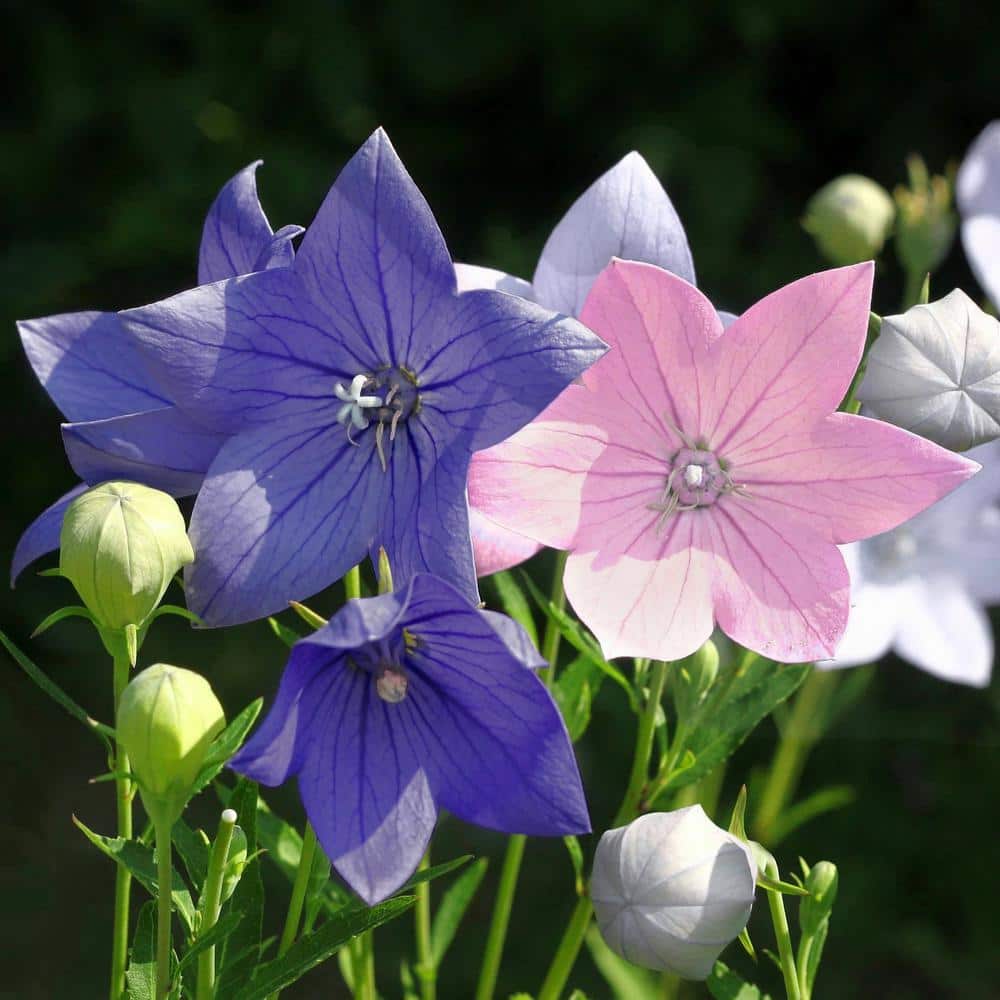 national PLANT NETWORK 4 in. Platycodon Pop Star Tri-Color Balloon ...