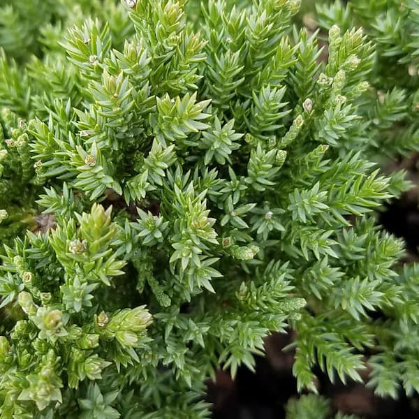 2.5 Qt. Juniper Procumbens Nana Evergreen Groundcover Shrub