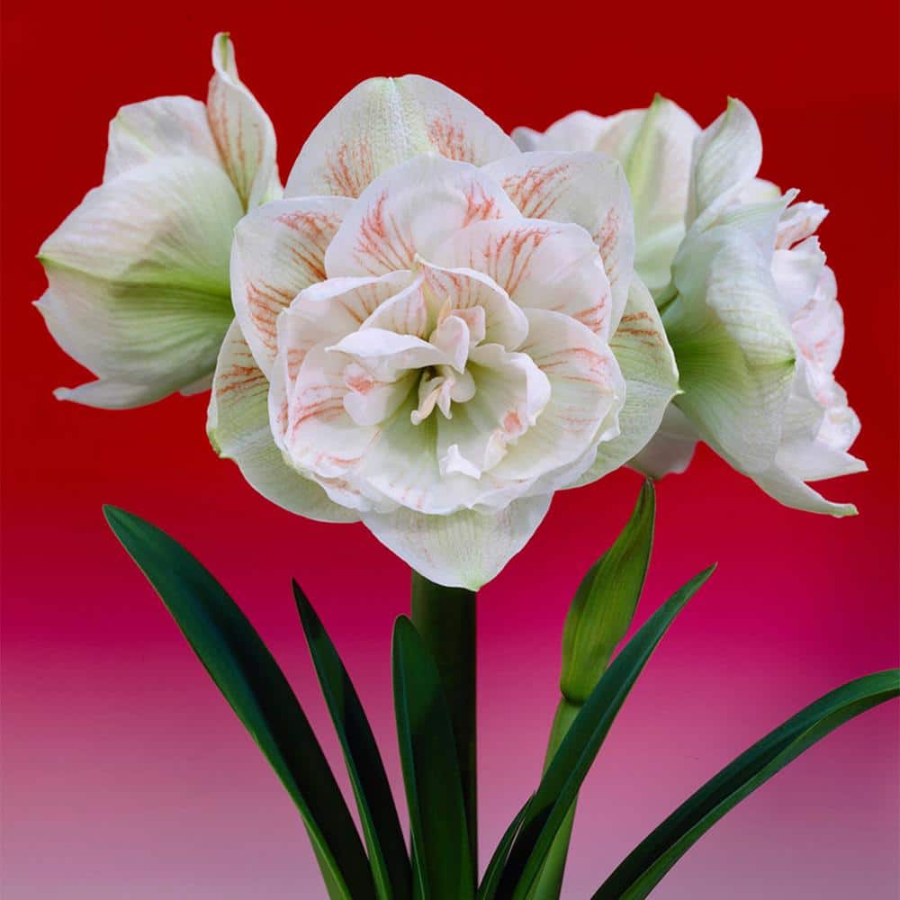 VAN ZYVERDEN Amaryllis Nymph Bulbs 88405 - The Home Depot