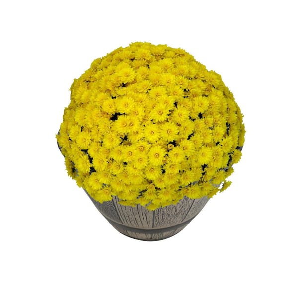 Chrysanthemum (Mum) Yellow Live Plant in 15 in. Whiskey Barrel Deco Planter