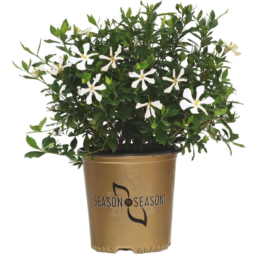 SEASON TO SEASON 2 Gal. Endless Bliss Gardenia Flowering Evergreen