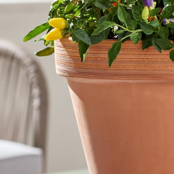 money tree plant Pachira aquatica | Money Tree