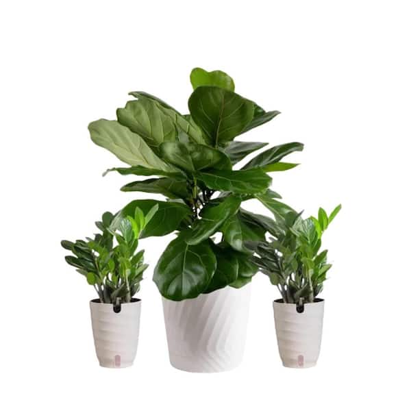 Vigoro 10 in. Lyrata Bush and (2) 6 in. ZZ Plant in White Decor