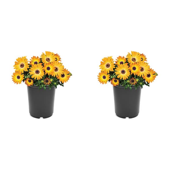 Unbranded Annual Osteospermum Orange 2.5 qt. - (2-Pack)