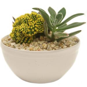 Yellow Desert Gems Indoor Cactus Garden in 6 in. Gloss Ceramic Bowl, Avg. Shipping Height 3 in. Tall