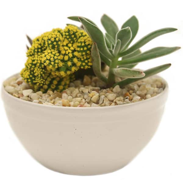 Costa Farms Yellow Desert Gems Indoor Cactus Garden in 6 in. Gloss Ceramic Bowl, Avg. Shipping Height 3 in. Tall