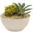 https://images.thdstatic.com/productImages/96ffc2d1-48eb-45d7-8a56-fa3059c1e14d/svn/costa-farms-cactus-plants-6desgemyelglobw-64_65.jpg