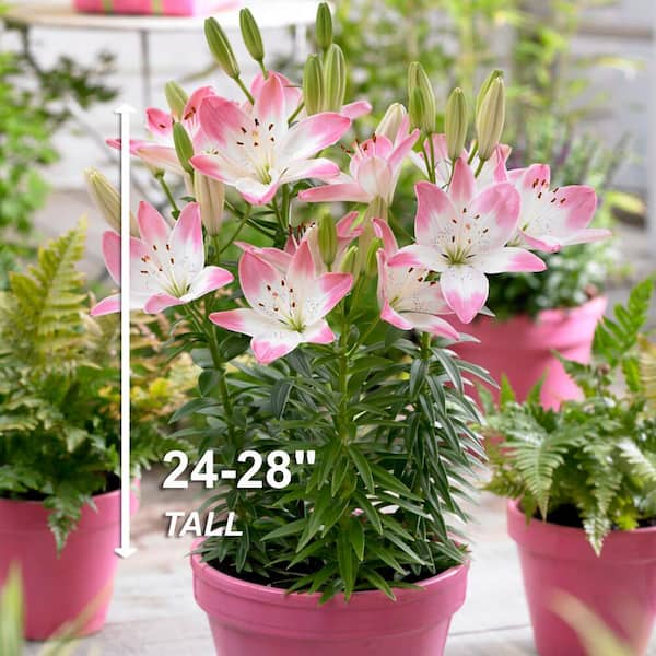 house plant potting soil Organic Houseplant Potting Soil