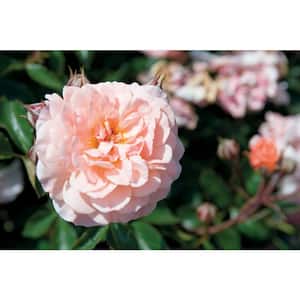 1 Gal. The Apricot Drift Rose Bush with Orange Flowers