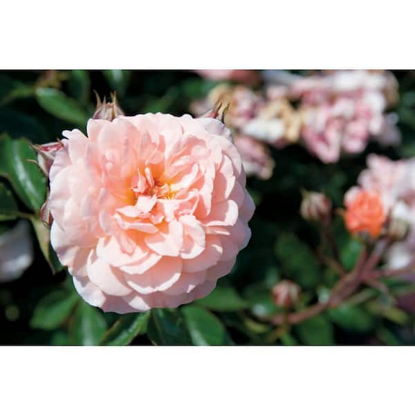 1 Gal. Apricot Drift Rose Bush with Orange Flowers (2-Pack)