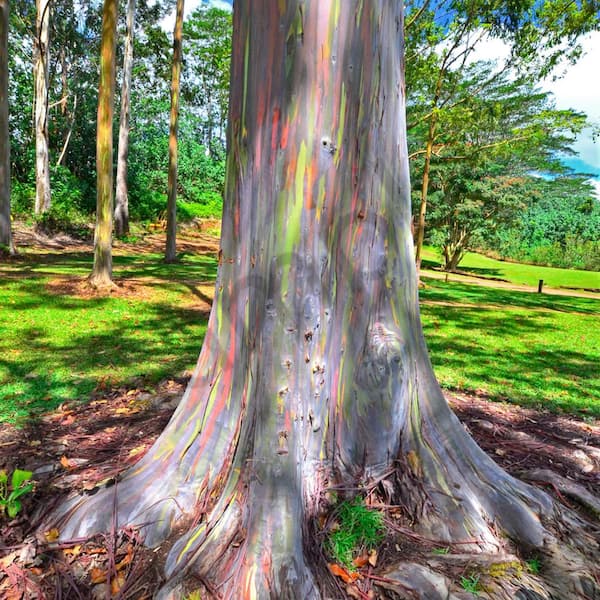 Eucalyptus Tree For Sale Online