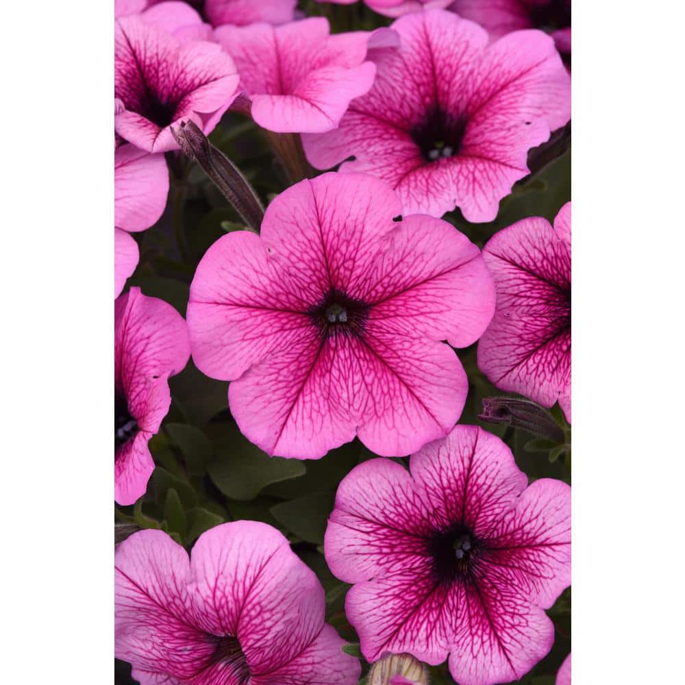EASY WAVE 4Pack Rose Fusion Easy Wave Petunia Annual Plant with Rose