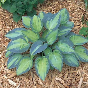 1.5 PT Hosta 'June' Perennial Plant