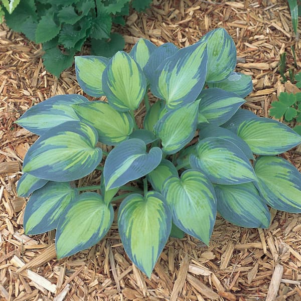 Vigoro 1.5 PT Hosta 'June' Perennial Plant