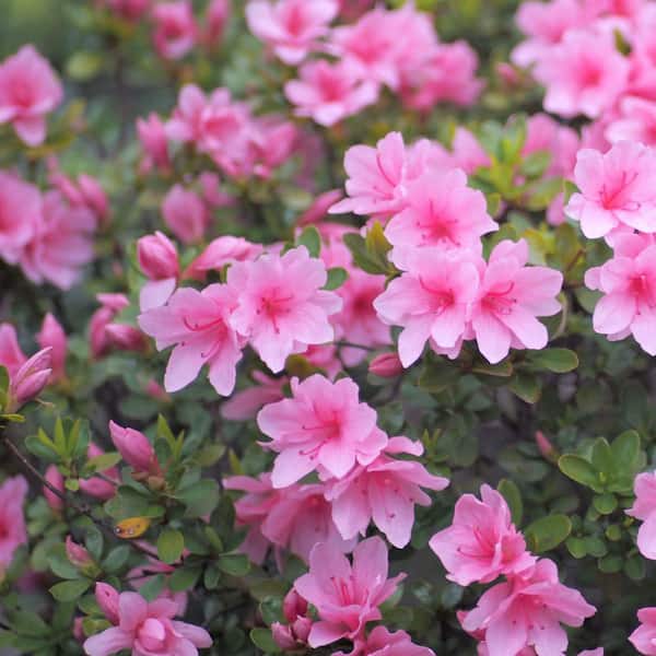 national PLANT NETWORK 4 in. Azalea FlorAmore Pink Shrub (3-Pack