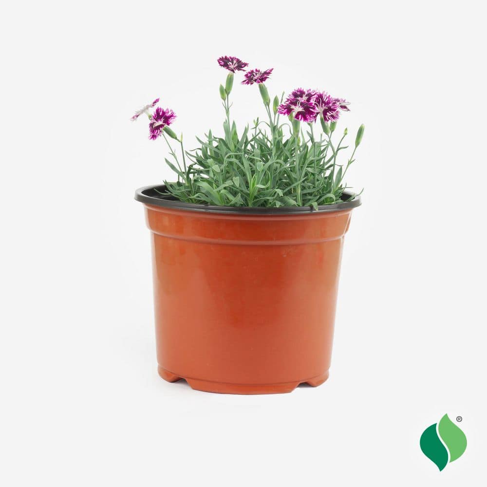 1 Gal. EverBloom Raspberry Jam Dianthus, Live Perennial Plant