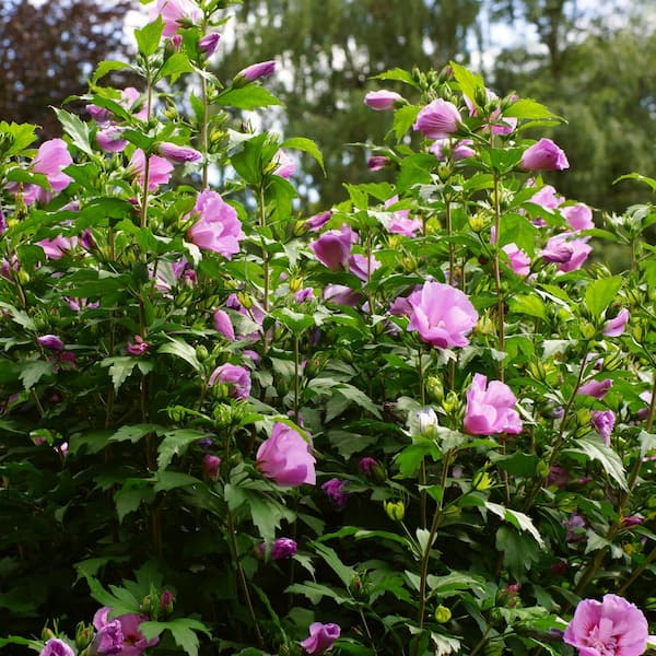 national PLANT NETWORK 1 Gal. Hibiscus Tahiti Shrub with Pink and Purple Flowers