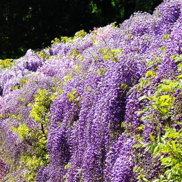 wisteria 0419  Wisteria Purple-REGULAR – GTX Facepaint
