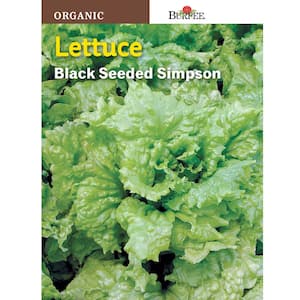 Lettuce Simpson Black Seed