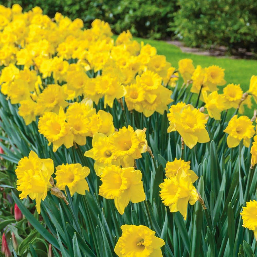 Yellow Trumpet Daffodil:Daffodil Bulbs