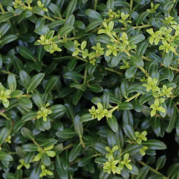 2.25 Gal. Holly Soft Touch Shrub