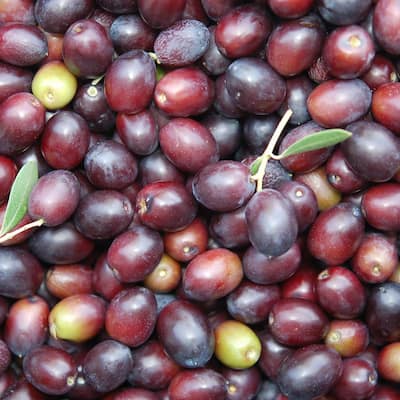 Olive Tree Fruit Plants Edible Garden The Home Depot