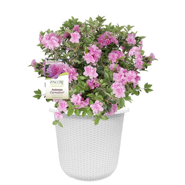 【新品未使用】Apolina Myrtle Bloomer Wallflower Purple Select Crape Myrtle | Bower & Branch