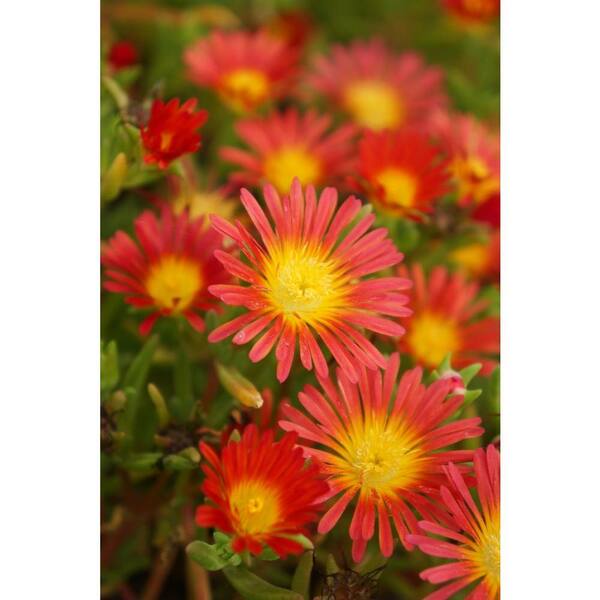 PROVEN WINNERS Button Up Fire Trailing Iceplant (Delosperma) Live Plant, Red-Orange Flowers with a Yellow Center, 4.5 in. Qt.